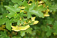 Acer campestre